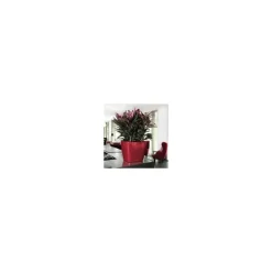 Vaso Quadro Premium 28 Lechuza Set Completo