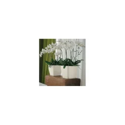 Vaso Quadro Premium 21 Lechuza Set Completo